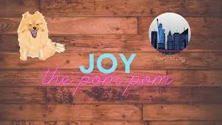 Thumbnail: New Pomeranian Puppy First Day At Home | Cute Pomeranian Puppy First Day Home |  Joy The Pom Pom