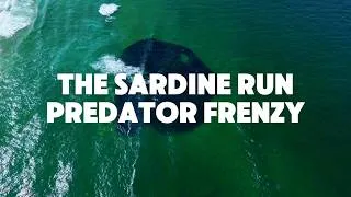 Thumbnail: INSANE Shark Frenzy During the Sardine Run! Drone Captures Massive Predators Feeding!