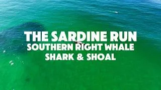 Thumbnail: The Sardine Run | Whale, Shark & Bait Ball Together