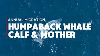 Thumbnail: Humpback Whale Calf Leads Me to Its Mother | Incredible Drone Footage