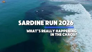 Thumbnail: The Sardine Run | What's really happening in the chaos?