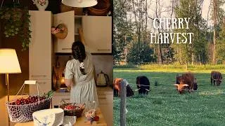 Thumbnail: 🍒Countryside charm & cherry harvest | slow living in the German countryside