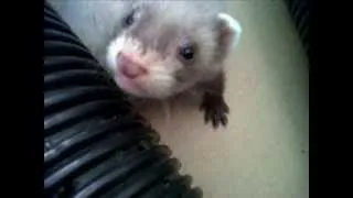 Thumbnail: Baby Ferrets :)