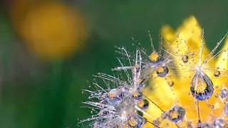 Thumbnail: Yiruma : From The Yellow Room (1)