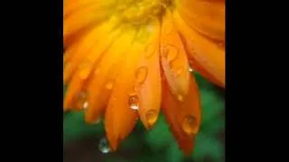 Thumbnail: Arcangelo Corelli : Concerto Grosso in D Major, Op.6, No.1