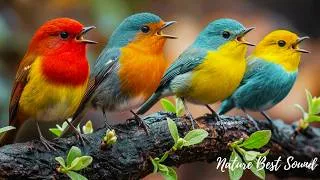 Thumbnail: Nature Sounds & Relaxing Music 🌿 | Birds Singing in the Forest for Calm, Focus & Deep Peace #birds