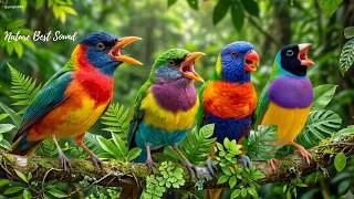 Thumbnail: 4K Tropical Birds with Serene Nature Melodies | Nature's Song for Stress Relief & Sleep |Rainforest🌿