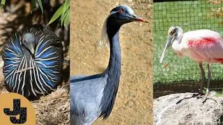 Thumbnail: What's The Prettiest Bird In The Aviary?