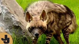 Thumbnail: Training a Striped Hyena for Injections! | Meet Shenzi at Safari West