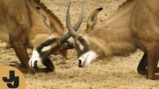 Thumbnail: This Antelope Needed a Hoof Trim...Here's How We Did It