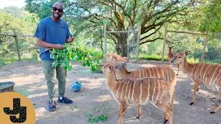 Thumbnail: We Made Puzzle Feeders for Nyala! 🦌 | Safari West