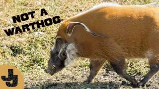 Thumbnail: This Is NOT a Warthog! Meet the Intelligent Red River Hogs