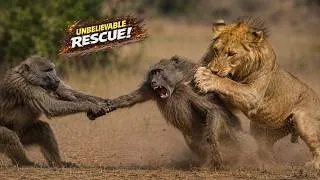 Thumbnail: ⚠️ The Lion Chose the Wrong Baboon... Here's What Happened! 😱