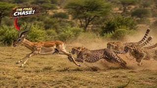 Thumbnail: 😱 How Did the Gazelle Outsmart 3 Cheetahs and Escape Alive? 🐆