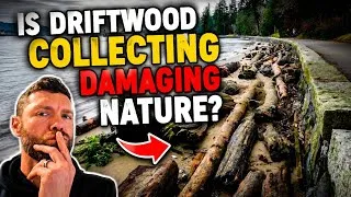 Thumbnail: Does Driftwood Collecting Damage The Environment & Ecosystem?
