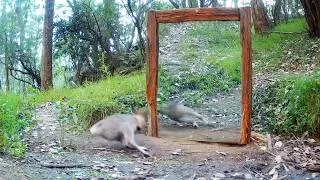 Thumbnail: Animal got jumpscared by it's own reflection