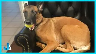 Thumbnail: Turns Out Malinois Are Not As Serious As I Thought! 😂🐾