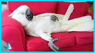 Thumbnail: Animals Prove They're Smarter Than We Thought 😂 Funny Animal Videos