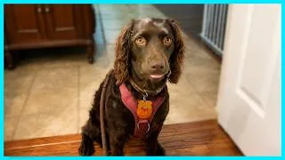 Thumbnail: Overdramatic Dogs Who Deserve An Oscar 😂 Funny Dogs Videos 2026