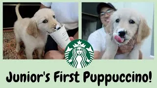 Thumbnail: JUNIOR'S REACTION TO HIS FIRST PUPPUCCINO | Golden Retriever Puppy