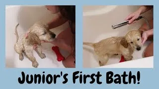 Thumbnail: JUNIOR'S FIRST BATH | Golden Retriever Puppy