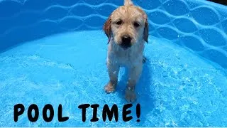 Thumbnail: JUNIOR'S FIRST TIME IN THE POOL | Golden Retriever Puppy