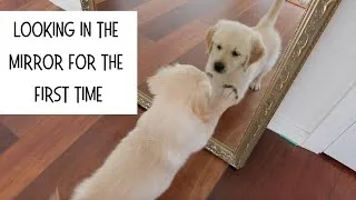 Thumbnail: GOLDEN RETRIEVER PUPPY SEES HIS REFLECTION FOR THE FIRST TIME