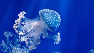 Thumbnail: ❤ Beautiful piano music, Romantic music for your heart, Background music for relaxation
