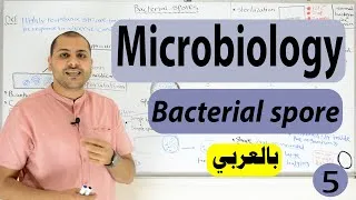 Thumbnail: bacterial Spore formation (Bacterial Structure)