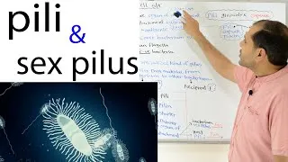Thumbnail: Microbiology شرح || bacterial pili & sex pilus (pili & flagella مقارنة بين)