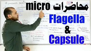 Thumbnail: Bacterial cell structure || Capsule & flagella