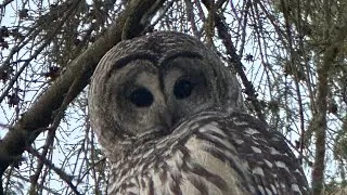Thumbnail: Nature or Machine? The Owl That Made Me Question Reality