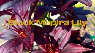Thumbnail: The Black Lily: A Two-Year Transformation Unveiling the Secrets of Nature’s Rarest Beauty