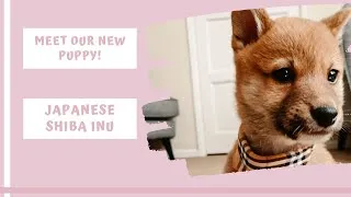 Thumbnail: JAPANESE SHIBA INU PUPPY: FIRST DAY HOME & PUPPY TOY HAUL