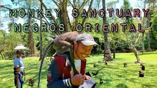 Thumbnail: MONKEY SANCTUARY NEGROS ORIENTAL