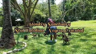 Thumbnail: Monkey Sanctuary Sta.Catalina Negros Oriental