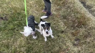 Thumbnail: From Nervous to Focused! Lesson 1 with a 5-Month-Old Chinese Crested Hairless 🐾