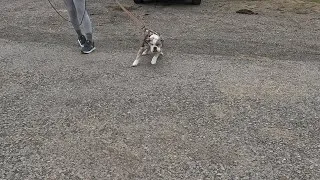 Thumbnail: 18-Week-Old Bulldog Off-Lead on DAY ONE! Harness Swap & First Off-Leash Recall 🐶