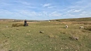 Thumbnail: From Sheep Chaser to Total Off-Lead Reliability: GSD Arlo E-Collar Graduation 🎯
