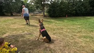 Thumbnail: From Fighting to Sleeping Together! GSD Bella’s Outdoor Session + Photo Proof 📸