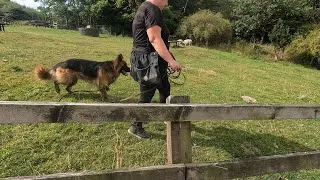 Thumbnail: DAY 3: German Shepherd Ignores Running Sheep! (E-Collar Livestock Proofing) 🐕‍🦺🌾