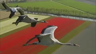 Thumbnail: Naoki Sato 佐藤直紀 - Synchro Bom-Ba-Ye, Departure 【HD】
