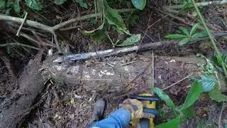 Thumbnail: Pulling rotten wood out of the jungle - 4K