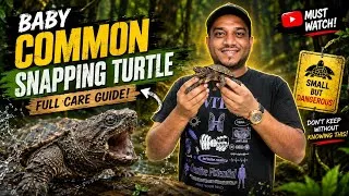 Thumbnail: Before You Get a Baby Snapping Turtle, Watch This! | Complete Care Guide | Karnataka Aquarium