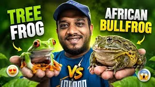 Thumbnail: Tiny Tree Frog vs Giant African Bullfrog! 😱🐸 | Who’s More Amazing? | Karnataka Aquarium 