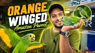 Thumbnail: Can This Parrot Really Talk? 😮 | Orange-Winged Amazon Explained | Karnataka Aquarium