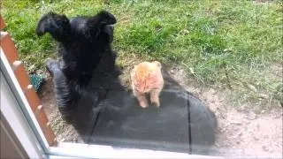 Thumbnail: Amazing || Cat gives dog a massage