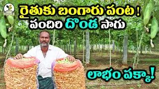 Thumbnail: దొండ సాగులో రైతు విజయ రహస్యం! || Profitable Ivy Gourd Cultivation on Pandals || Karshaka Mitra #agri