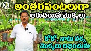 Thumbnail: మేలైన రకాలతో కోకో వక్క మొక్కల నర్సరీ || Premium Cocoa and Arecanut Plants Nursery || Karshaka Mitra