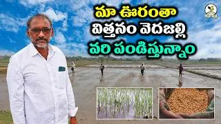 Thumbnail: విత్తనం వెదజల్లే పద్ధతిలో వరి సాగు || లాభం ఎక్కువ | Direct Seeded Rice Success Karshaka Mitra #agri